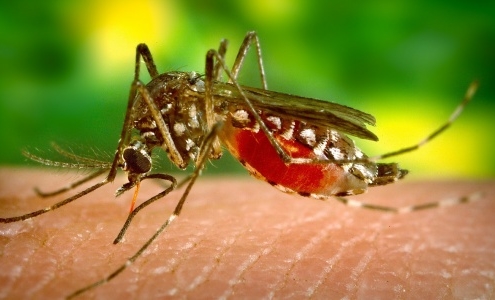 Mosquito