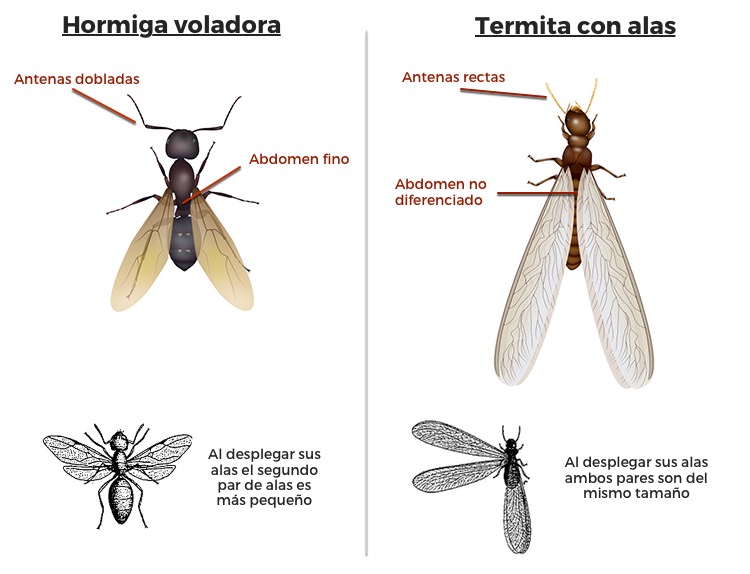 Hormiga alada vs. enjambre de termitas