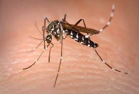 mosquito aedes albopictus