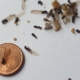 cómo diferenciar termitas subterráneas